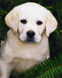 labrador.jpg
